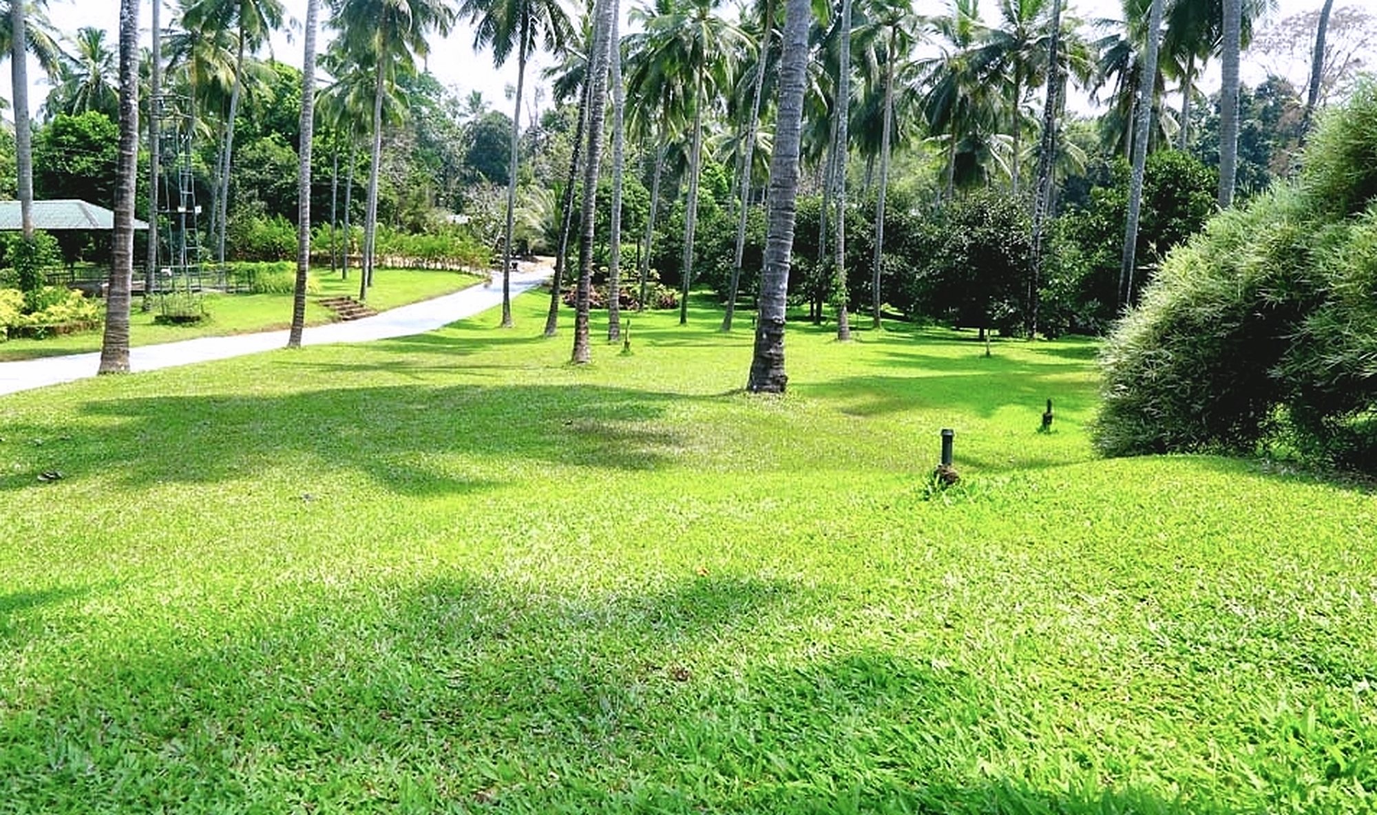 A wide sunlit lawn under coconut palms, with a clump of bamboo