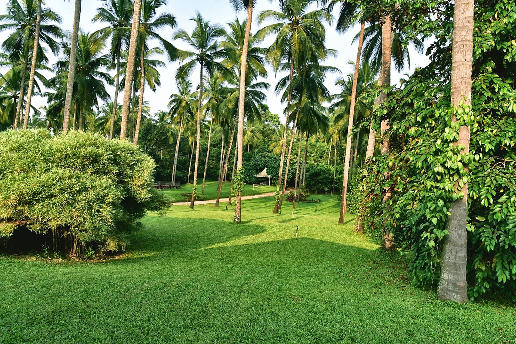 A sunny lawn under tall coconut palms, with a clump of bamboo and vine-wrapped trunks