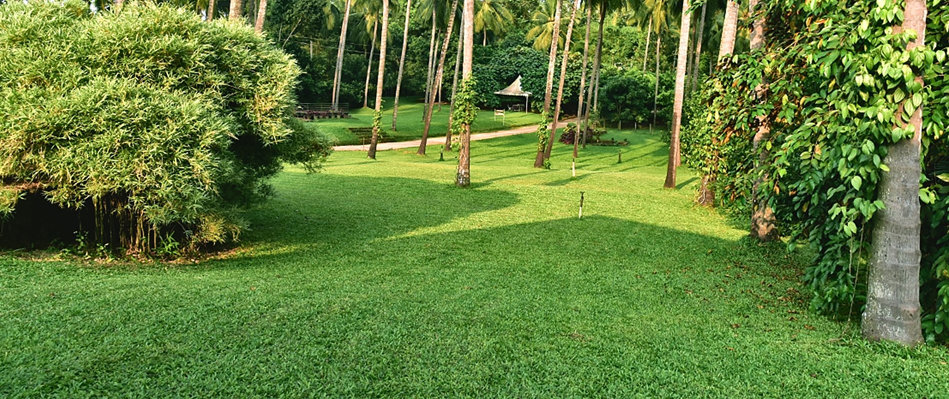 Sloping lawns under tall coconut palms, with bamboo and vine-wrapped trunks