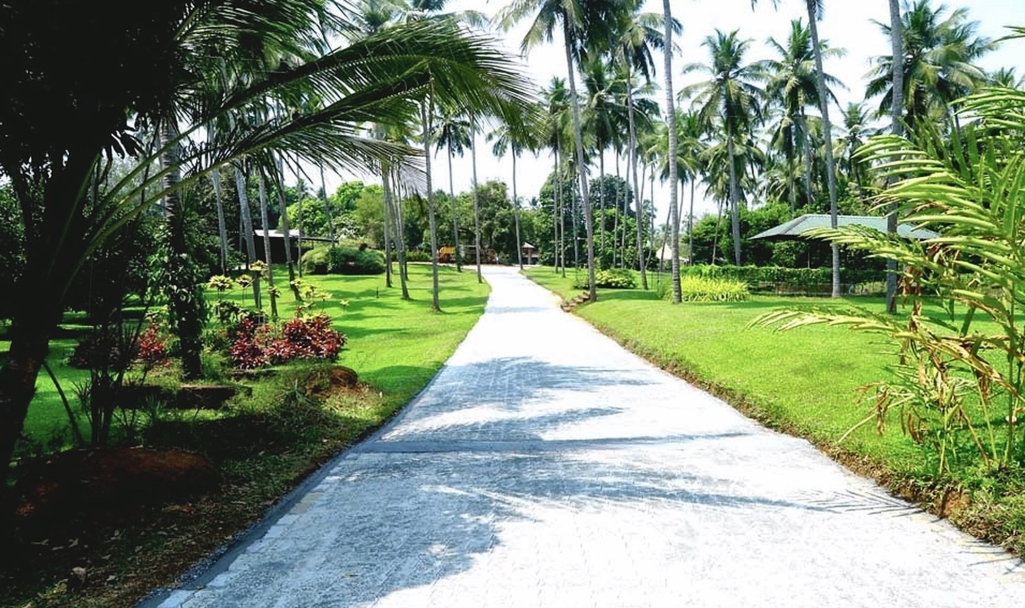 A path winding through the palms