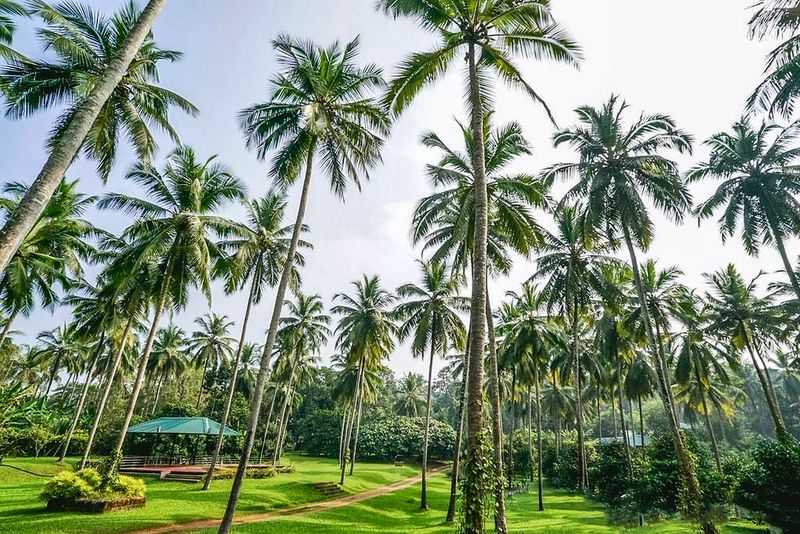 Tall coconut palms over the lawns at Teak Town