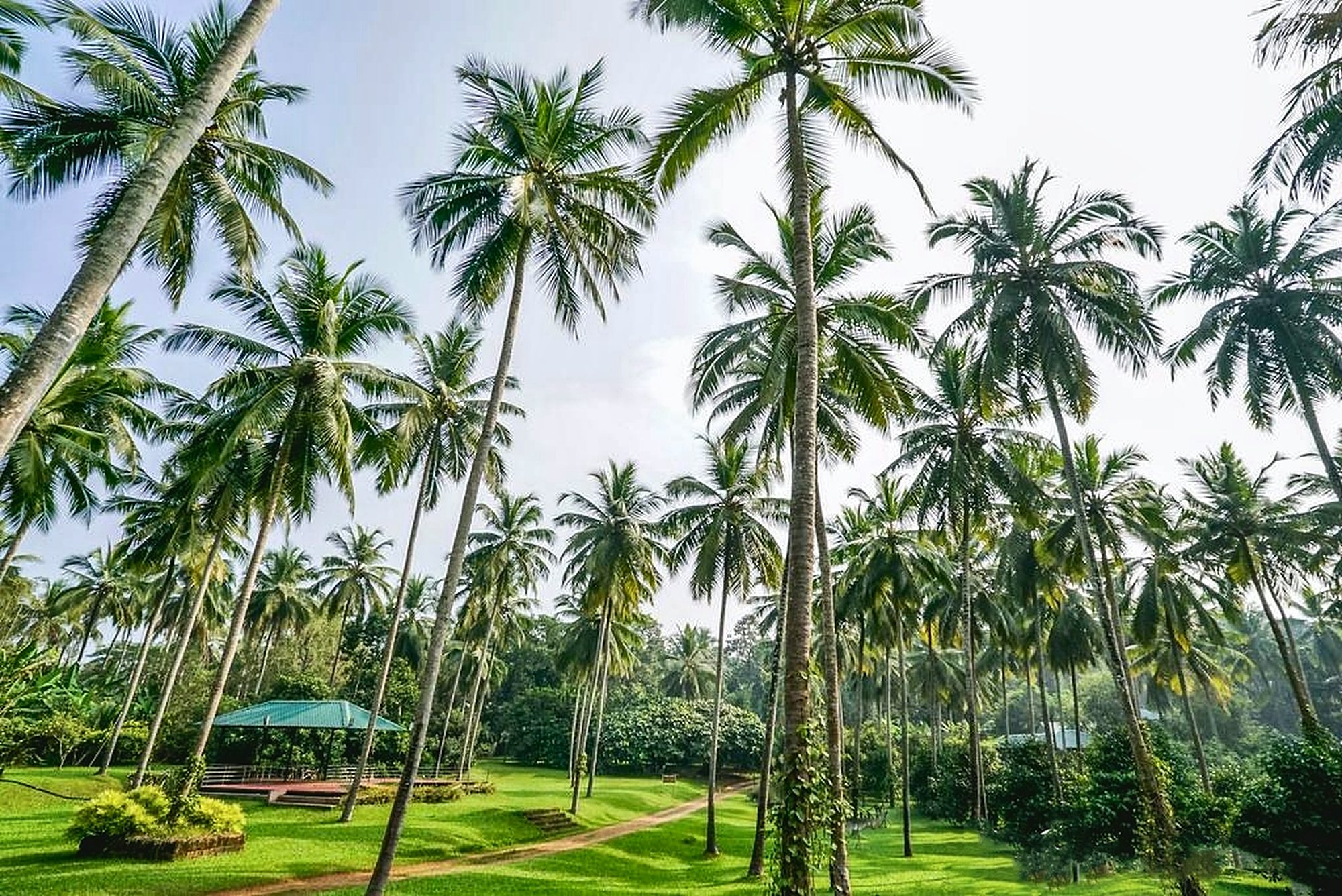 Tall coconut palms and the pavilion on the estate